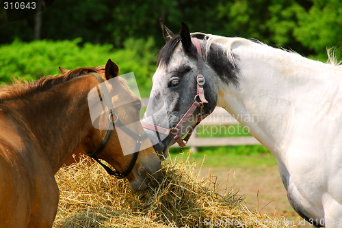 Image of Horses at the ranch