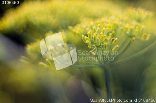 Image of Fennel blossom