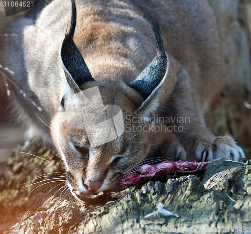 Image of Caracal