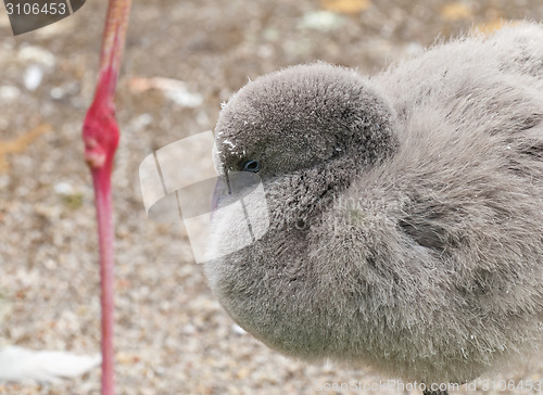 Image of Young flamingo