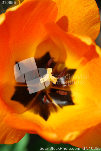 Image of Tulip