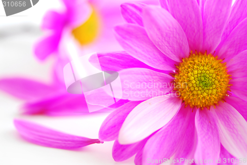 Image of Pink flowers