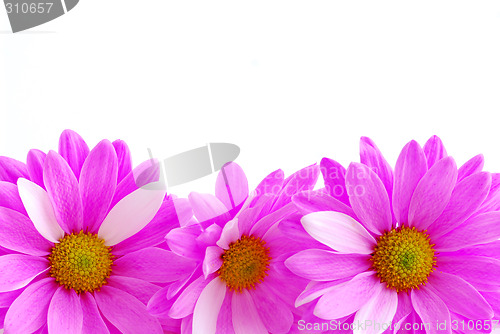 Image of Pink flowers