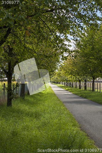 Image of Rural road lined with leafy green trees