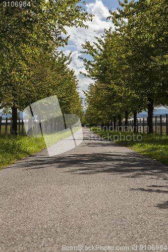 Image of Rural road lined with leafy green trees