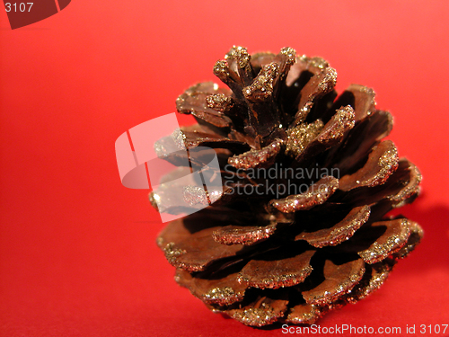 Image of pine cone