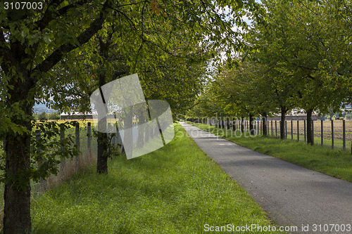 Image of Rural road lined with leafy green trees