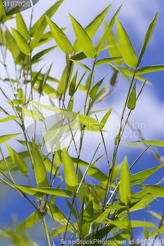 Image of Close Up of Green Plant Against Cloudy Blue Sky