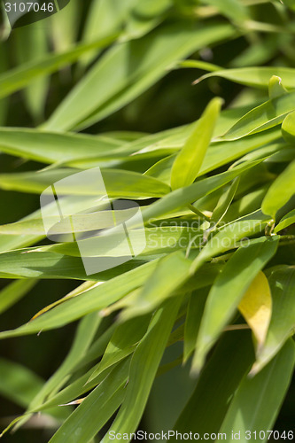 Image of Close Up of Green Plant Against Cloudy Blue Sky