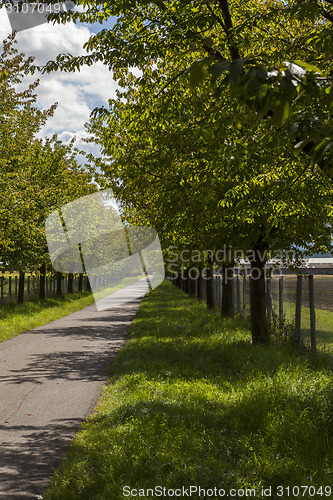 Image of Rural road lined with leafy green trees