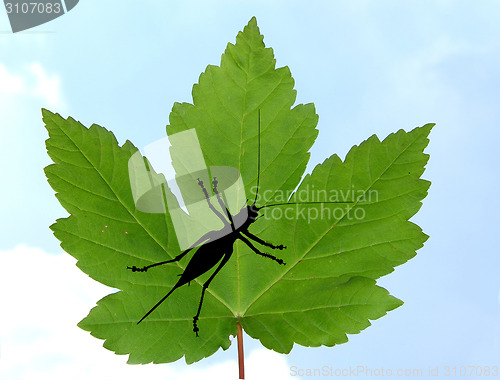 Image of Maple leaf with bush cricket