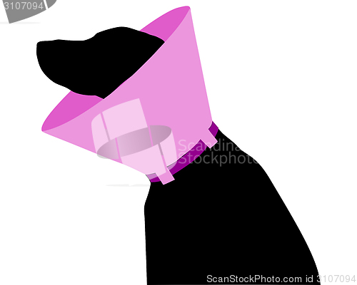 Image of Dog with ruff