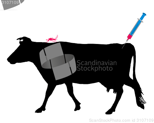 Image of Cow gets an immunization against a disease of mosquito bites