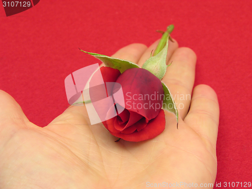 Image of Red rose bud in an open hand on red felt background