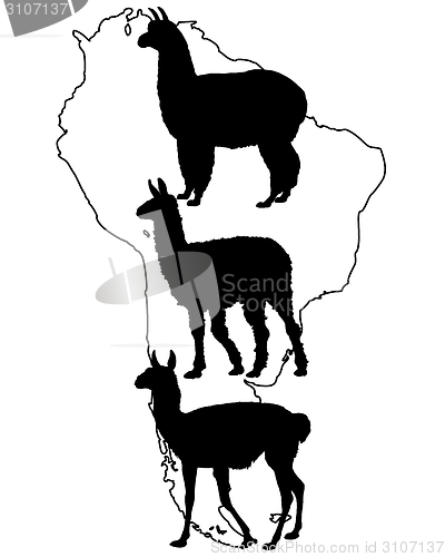 Image of Lama, Guanaco, Alpaca