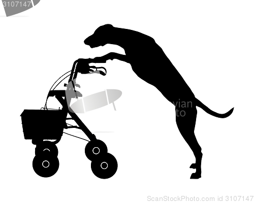 Image of Dog pushes rollator