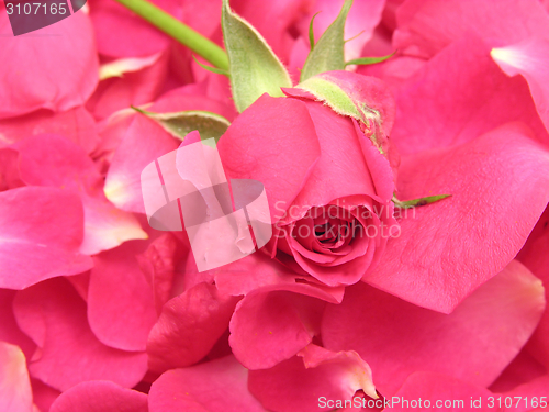 Image of Single pink petals and one rose as background