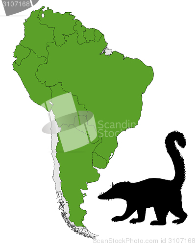 Image of Coati  range