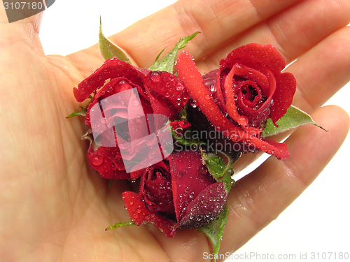 Image of Three rose flowers in an open hand