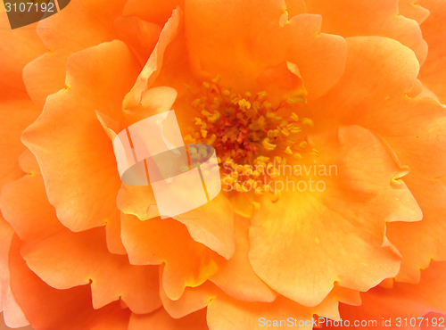Image of Orange rose flower in  close-up view as background