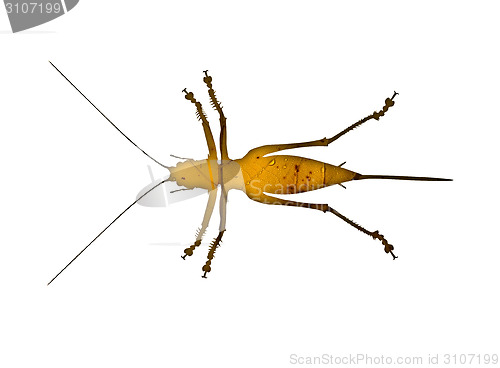 Image of Bush cricket fall foliage