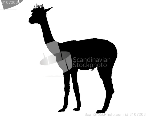 Image of Guanaco silhouette