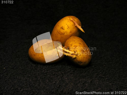 Image of Potato 2