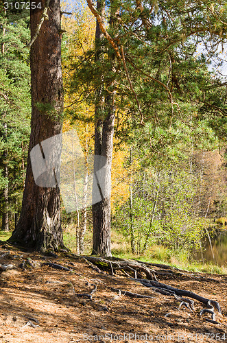 Image of Autumn landscape in the forest