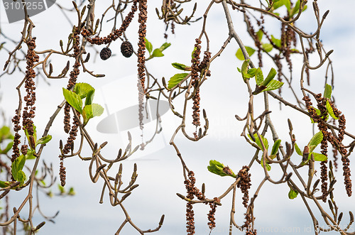 Image of Alder branches with buds and leaves on a sky background. Spring 