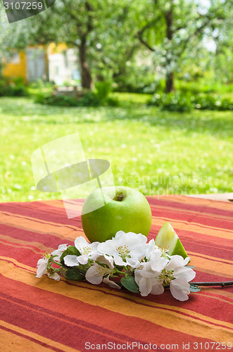 Image of Green apple with a branch of a blossoming apple-tree