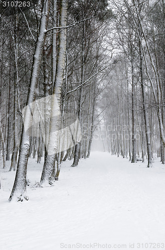 Image of Snow covered tree trunks. Winter alley  