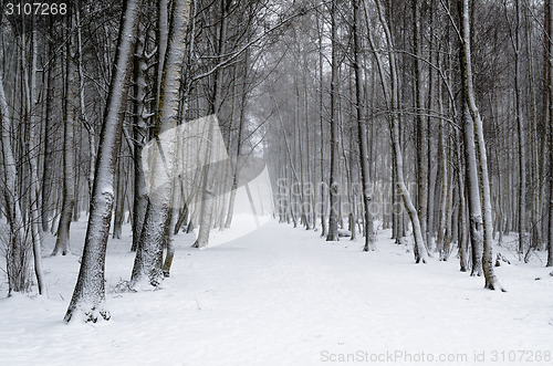 Image of Snow covered tree trunks. Winter alley  
