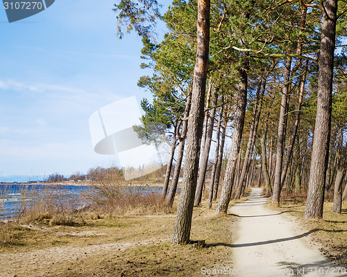 Image of Coast of Baltic sea, a sunny day
