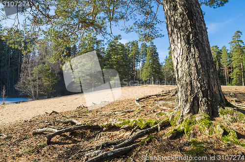 Image of Spring landscape in a Baltic wood