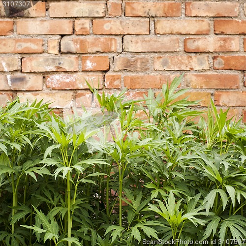 Image of green plant near the wall