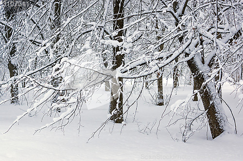 Image of Trees in snow in winter