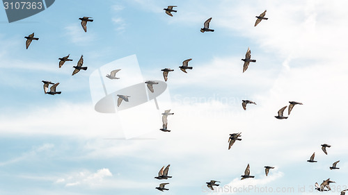Image of Pigeons in mid flight