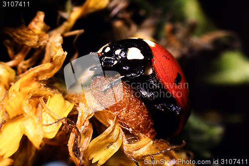 Image of Ladybug on cocoon of Perilitus. Coccinella septempunctata.