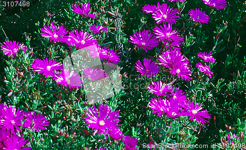 Image of Ice Plant