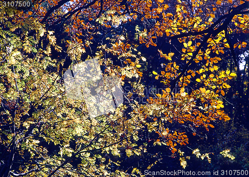 Image of Autumn Forest