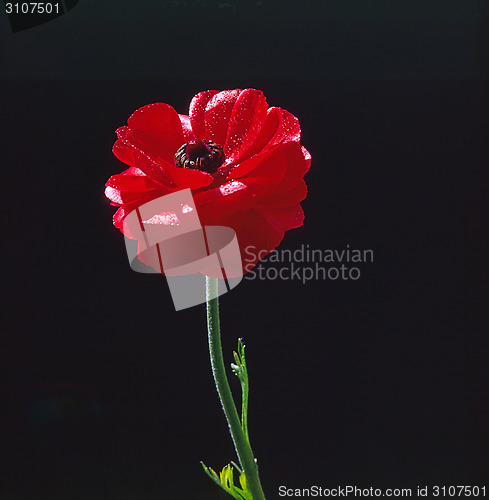 Image of Red Tulip