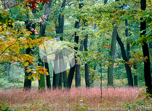 Image of Autumn Forest