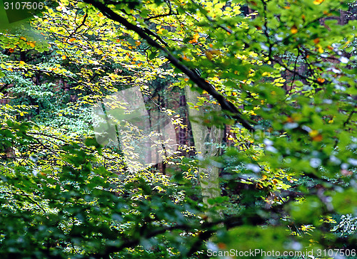 Image of Autumn Forest