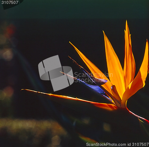 Image of Bird of Paradise