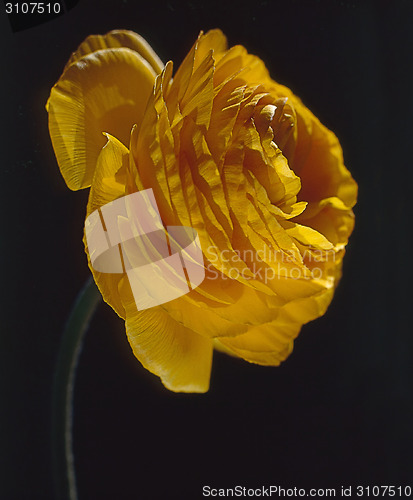 Image of Yellow Rose