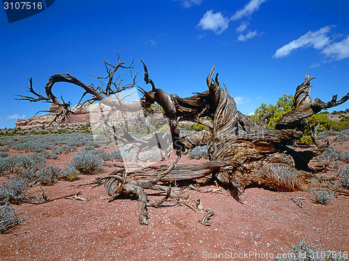 Image of Juniper tree