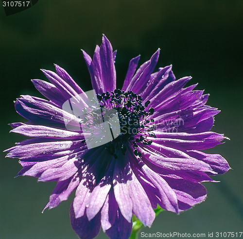 Image of Flower