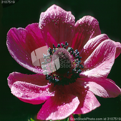 Image of Anemone