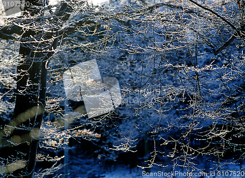 Image of Winter Forest