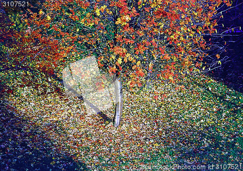 Image of Autumn in park